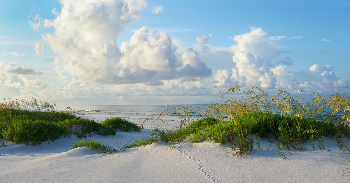 Satellite Beach grass