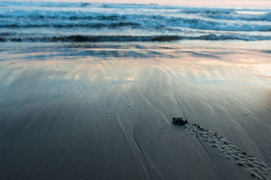 Hightower Beach Florida's Sea Turtle Preserve