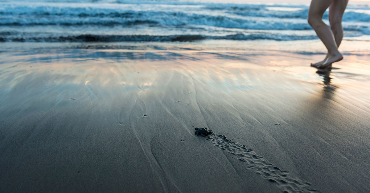 Florida's Sea Turtle Preserve - Hightower Beach