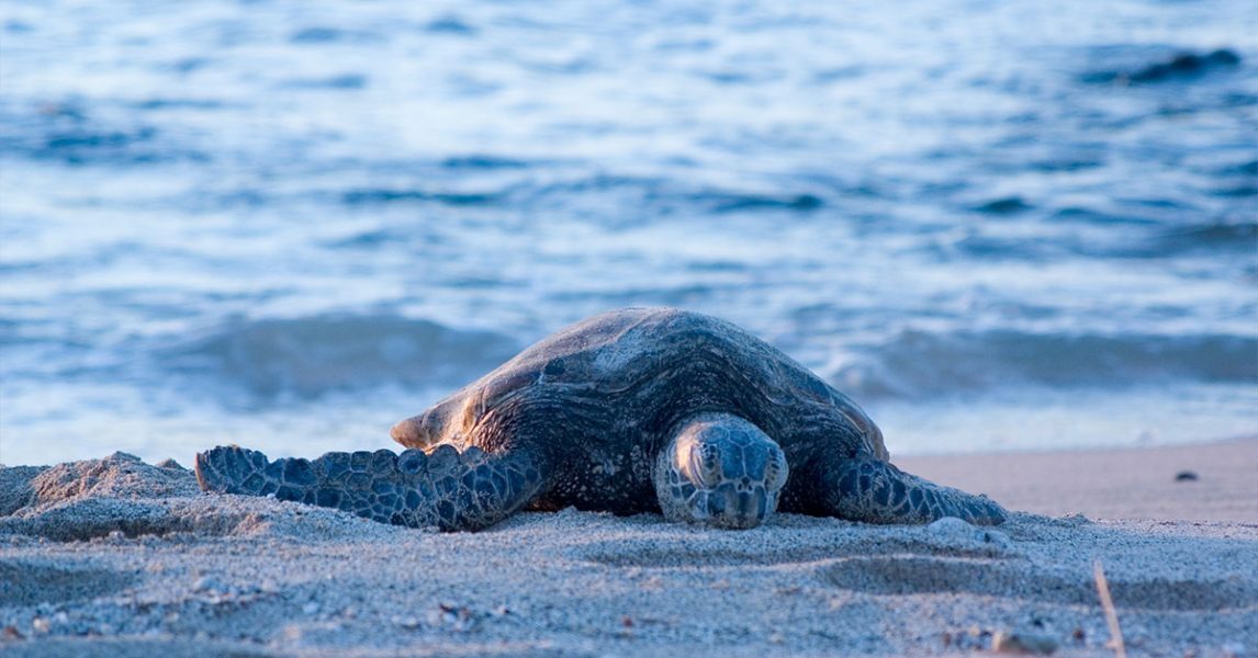 Turtle nesting on Hightower Beach Park