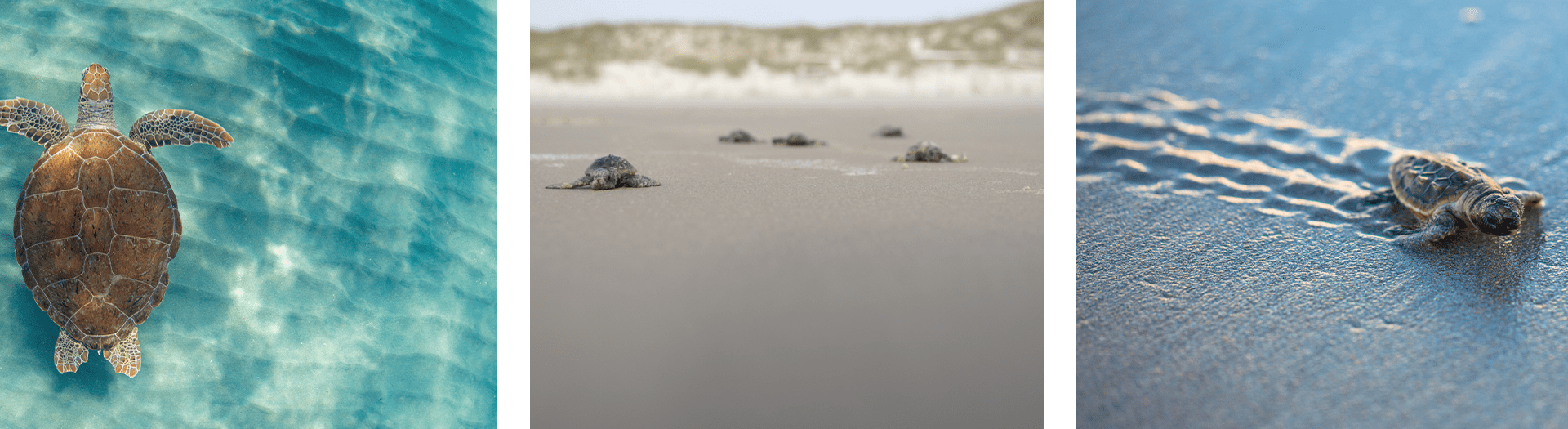 Turtle Preserve Lumena - Satellite Beach